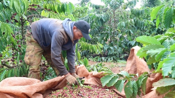 Đắk Nông: Cần nâng cao năng lực thu gom, xử lý bao bì thuốc bảo vệ thực vật