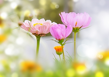 Tử vi vòng quay công nghệ ngày 8/4/2025: Tuổi Tý chịu áp lực, tuổi Tỵ nhiều niềm vui Tử vi vòng quay công nghệ ngày 8/4/2025: Tuổi Tý chịu áp lực, tuổi Tỵ nhiều niềm vui