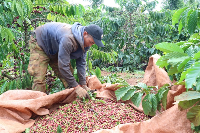 Đắk Nông: Cần nâng cao năng lực thu gom, xử lý bao bì thuốc bảo vệ thực vật Đắk Nông: Cần nâng cao năng lực thu gom, xử lý bao bì thuốc bảo vệ thực vật