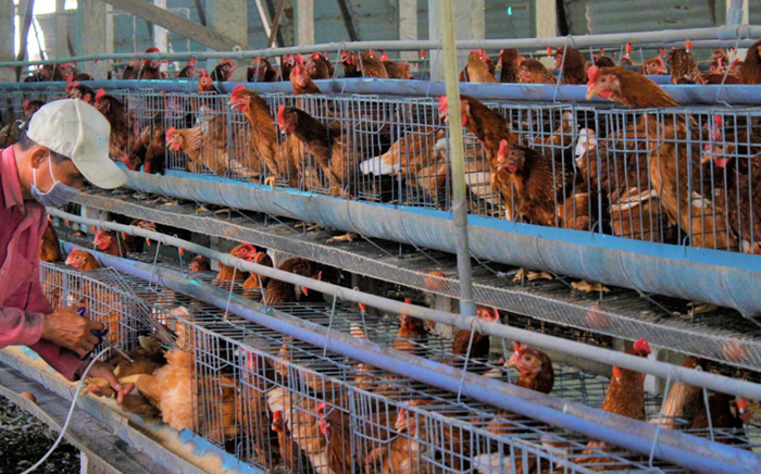 Các bộ, ngành tăng cường phối hợp phòng chống dịch bệnh gia súc, gia cầm Các bộ, ngành tăng cường phối hợp phòng chống dịch bệnh gia súc, gia cầm