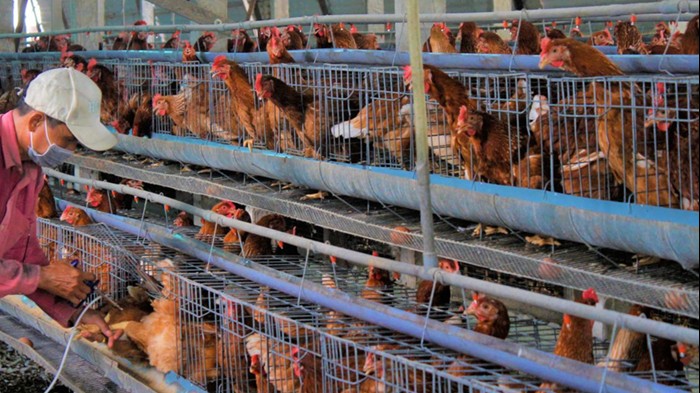 Các bộ, ngành tăng cường phối hợp phòng chống dịch bệnh gia súc, gia cầm