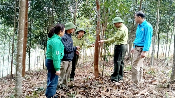 Hà Giang phấn đấu nâng tỷ lệ che phủ rừng lên 60%