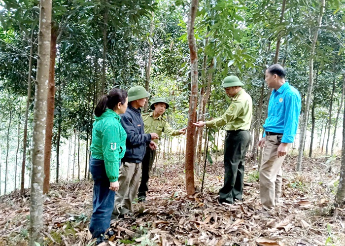 Hà Giang phấn đấu nâng tỷ lệ che phủ rừng lên 60% Hà Giang phấn đấu nâng tỷ lệ che phủ rừng lên 60%