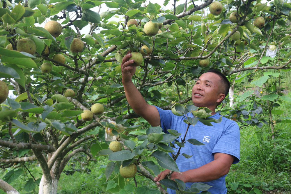Lào Cai: Giảm nghèo nhờ những mô hình kinh tế hiệu quả Lào Cai: Giảm nghèo nhờ những mô hình kinh tế hiệu quả