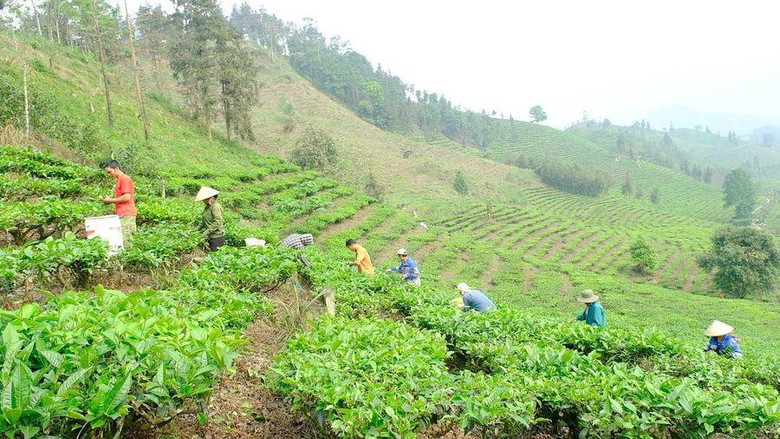 Lào Cai: Giảm nghèo nhờ những mô hình kinh tế hiệu quả Lào Cai: Giảm nghèo nhờ những mô hình kinh tế hiệu quả