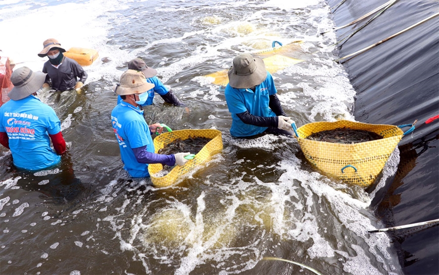 Sóc Trăng phòng ngừa ô nhiễm trong nuôi trồng thủy sản Sóc Trăng phòng ngừa ô nhiễm trong nuôi trồng thủy sản