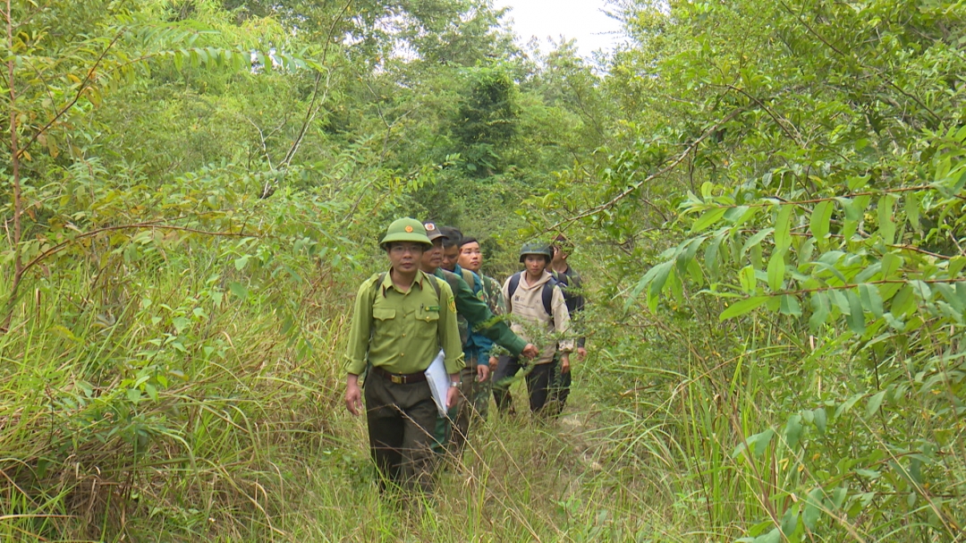 Đắk Nông đẩy mạnh trồng, nâng cao độ che phủ rừng