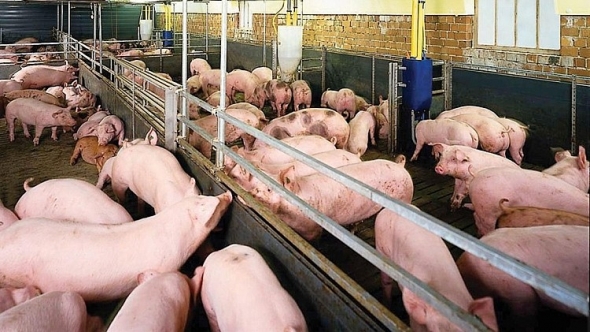 Giá heo hơi hôm nay 12/4: Tiếp tục tăng giá