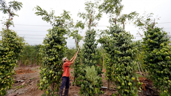 Giá tiêu hôm nay 12/4: Bất ngờ tăng mạnh