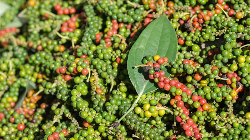 Giá tiêu hôm nay 13/4: Tăng từ 1.000 - 2.000 đồng/kg