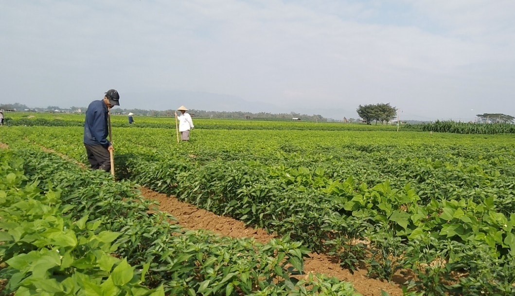 Quảng Nam đẩy mạnh ứng dụng công nghệ sinh học phát triển kinh tế-xã hội Quảng Nam đẩy mạnh ứng dụng công nghệ sinh học phát triển kinh tế-xã hội