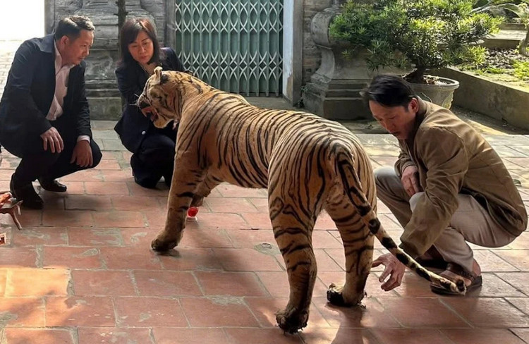 Bảo tàng Lào Cai tiếp nhận tiêu bản hổ quý hiếm Bảo tàng Lào Cai tiếp nhận tiêu bản hổ quý hiếm