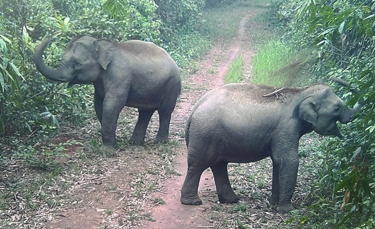 Bảo tồn voi hoang dã giúp duy trì cân bằng hệ sinh thái