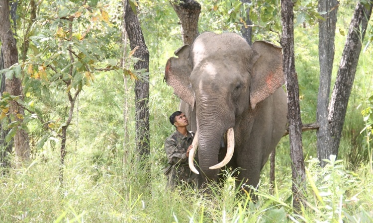 Bảo tồn voi hoang dã giúp duy trì cân bằng hệ sinh thái