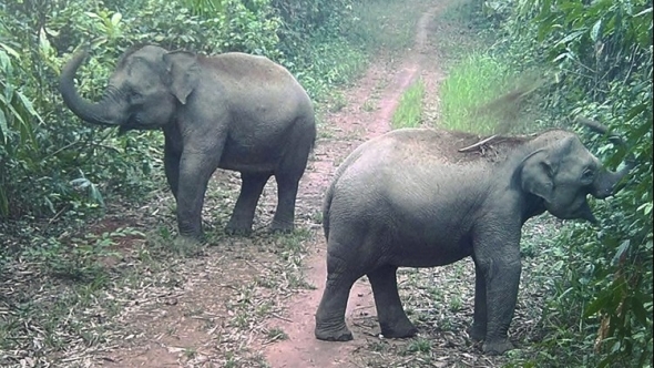 Bảo tồn voi hoang dã giúp duy trì cân bằng hệ sinh thái
