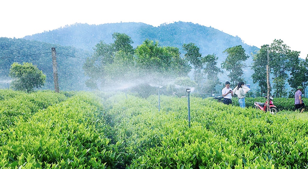 Thái Nguyên đẩy mạnh ứng dụng công nghệ nâng cao giá trị ngành chè