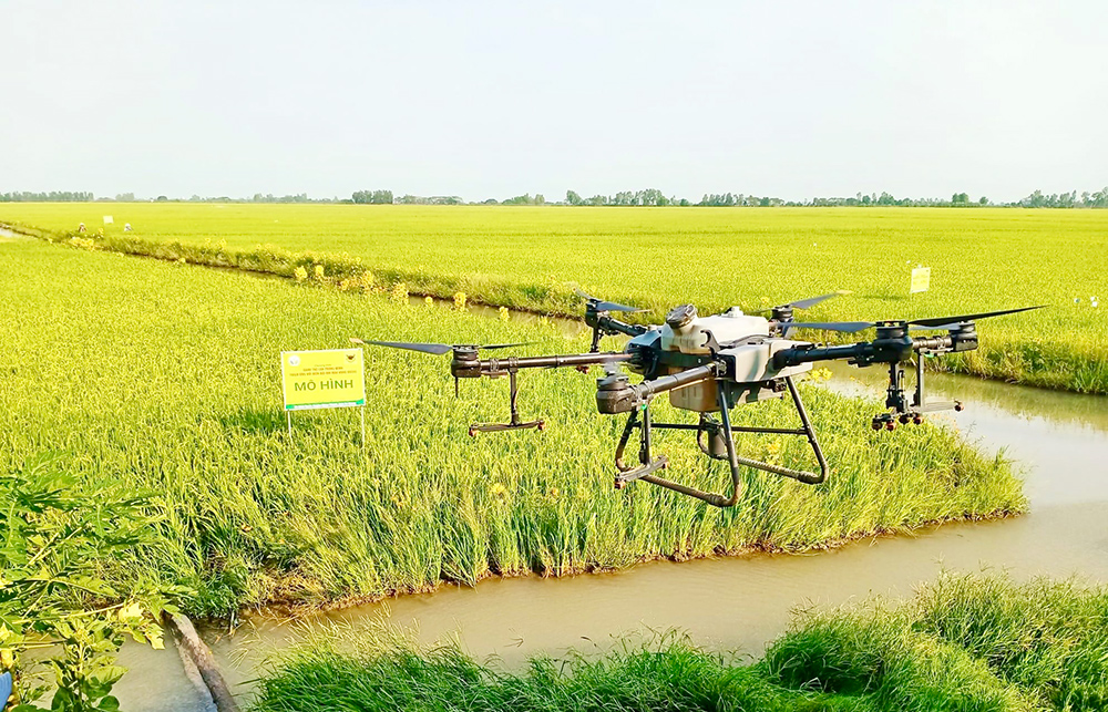 Bắc Giang quy định mức hỗ trợ bảo vệ, phát triển đất trồng lúa Bắc Giang quy định mức hỗ trợ bảo vệ, phát triển đất trồng lúa