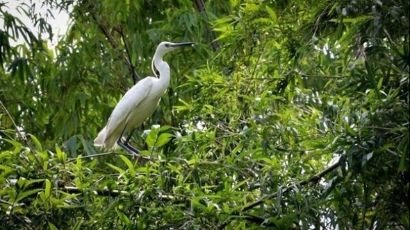 Bảo vệ nghiêm ngặt đa dạng sinh học Khu dự trữ thiên nhiên Thần Sa - Phượng Hoàng