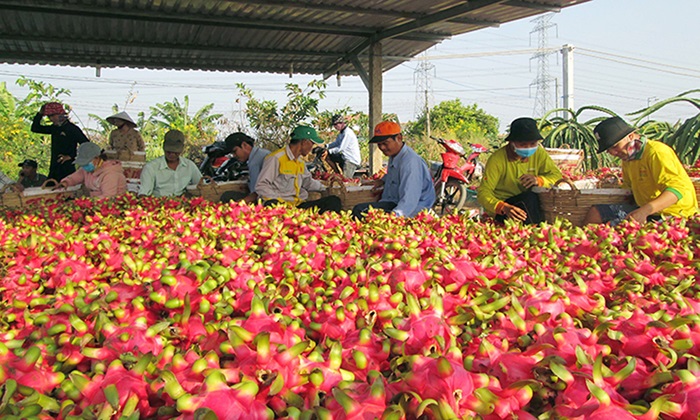 Tiền Giang quản lý mã số vùng trồng, nâng cao giá trị nông sản Tiền Giang quản lý mã số vùng trồng, nâng cao giá trị nông sản