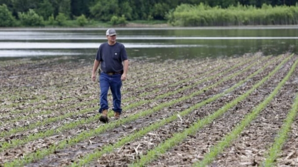 Hơn 240 triệu ha đất canh tác trên toàn cầu bị ô nhiễm kim loại nặng