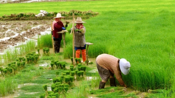 Indonesia áp dụng công nghệ tưới tiết kiệm nước cho cây lúa