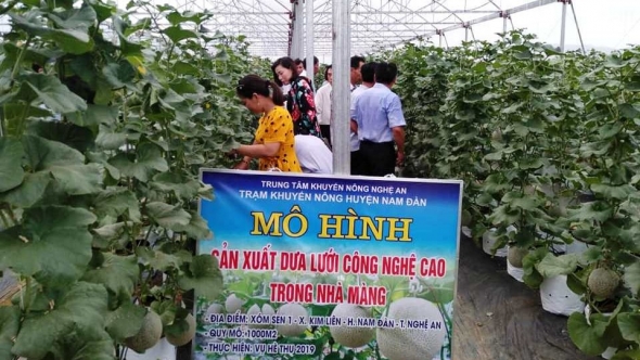 Nghệ An đẩy mạnh chuyển giao tiến bộ kỹ thuật khuyến nông