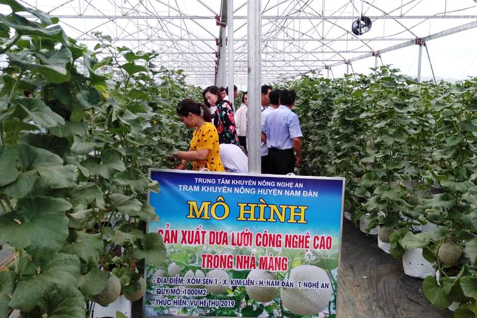 Nghệ An đẩy mạnh chuyển giao tiến bộ kỹ thuật khuyến nông Nghệ An đẩy mạnh chuyển giao tiến bộ kỹ thuật khuyến nông