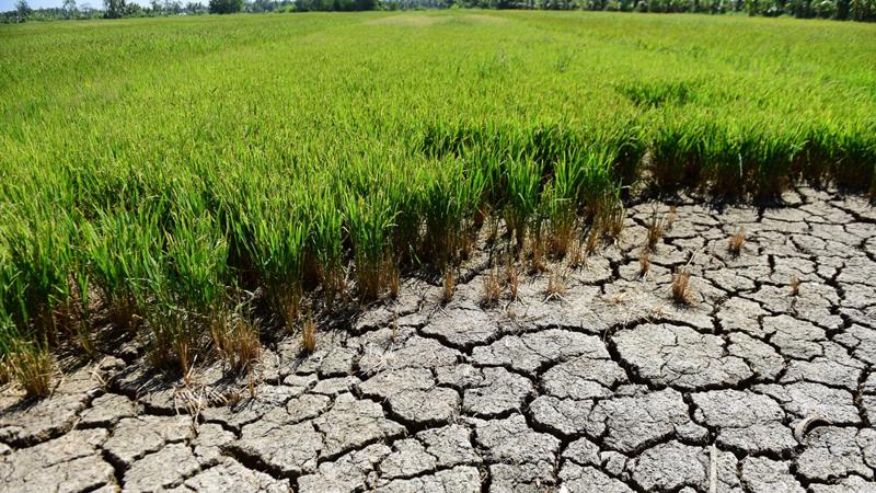 Nâng cao năng lực thích ứng biến đổi khí hậu vùng Đồng bằng sông Cửu Long Nâng cao năng lực thích ứng biến đổi khí hậu vùng Đồng bằng sông Cửu Long