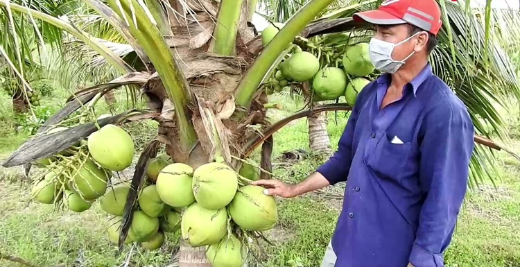 Giá dừa tăng mạnh, nông dân hưởng lợi lớn Giá dừa tăng mạnh, nông dân hưởng lợi lớn