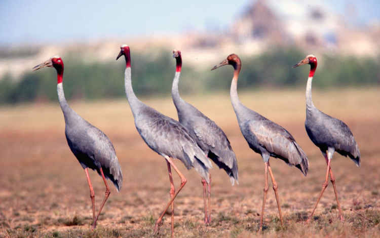 Bảo vệ sếu đầu đỏ, gìn giữ tài nguyên thiên nhiên Bảo vệ sếu đầu đỏ, gìn giữ tài nguyên thiên nhiên