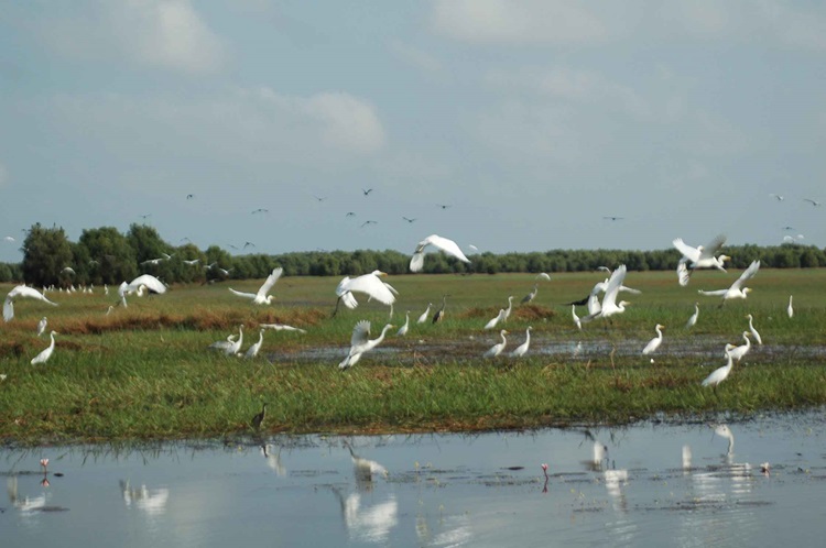 Bảo vệ sếu đầu đỏ, gìn giữ tài nguyên thiên nhiên Bảo vệ sếu đầu đỏ, gìn giữ tài nguyên thiên nhiên