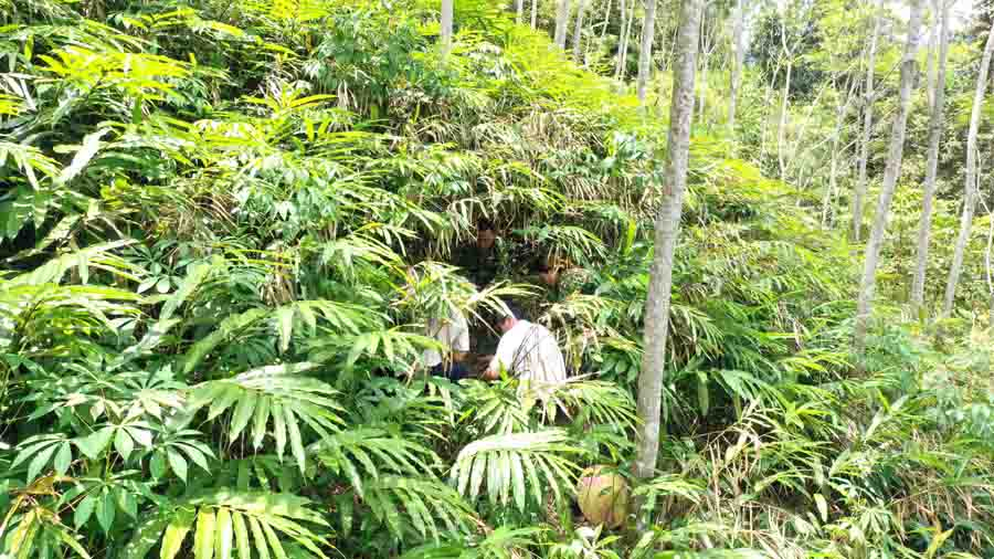 Phát triển cây dược liệu tại Khu bảo tồn thiên nhiên Pù Hu Phát triển cây dược liệu tại Khu bảo tồn thiên nhiên Pù Hu