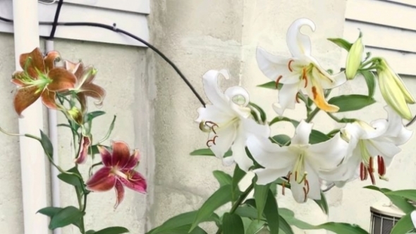 Tử vi vòng quay công nghệ ngày 1/4/2026: Tuổi Sửu làm việc vất vả, tuổi Thân tin vui tài lộc