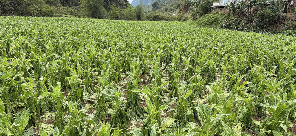 Chủ động ứng phó dông lốc, mưa đá trong giai đoạn chuyển mùa