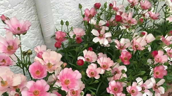 Tử vi vòng quay công nghệ ngày 2/4/2026: Tuổi Sửu buôn bán thuận lợi, tuổi Dậu lao đao công việc