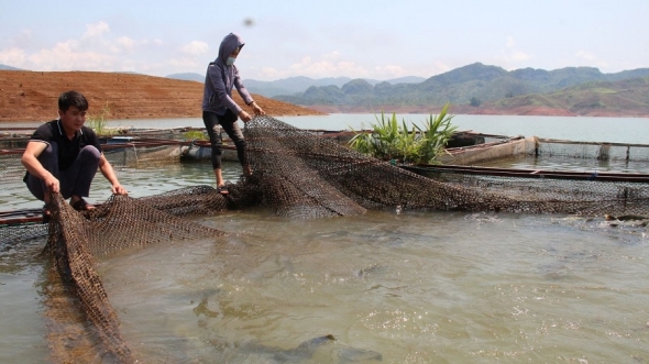 Khai thác hiệu quả tiềm năng nuôi trồng thủy sản ở các hồ chứa