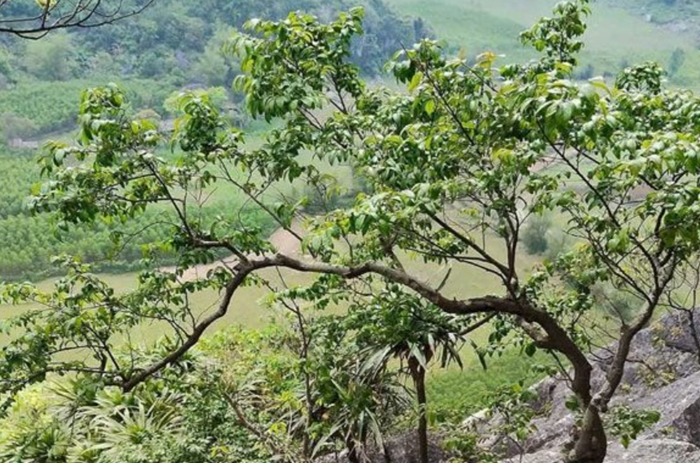 Ninh Bình: Tăng cường quản lý, ngăn chặn tình trạng khai thác trái phép cây muội hồng