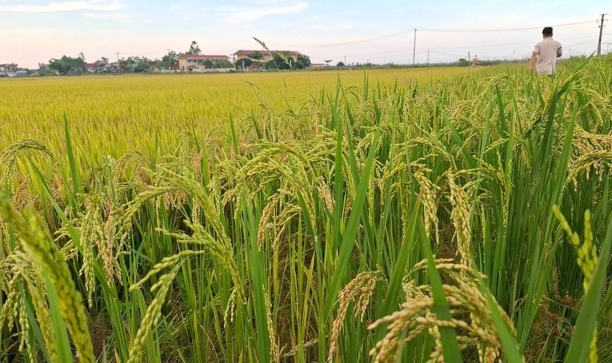 Huế mở rộng vùng sản xuất nông nghiệp phát thải thấp Huế mở rộng vùng sản xuất nông nghiệp phát thải thấp