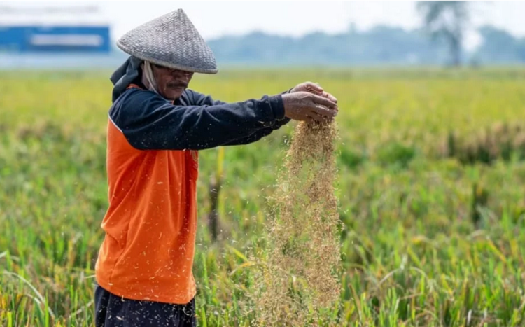 Indonesia triển khai chiến lược đảm bảo an ninh lương thực