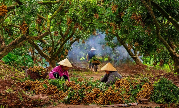 Nâng cao hiệu quả kinh tế nhờ chuyển đổi cơ cấu cây trồng, vật nuôi