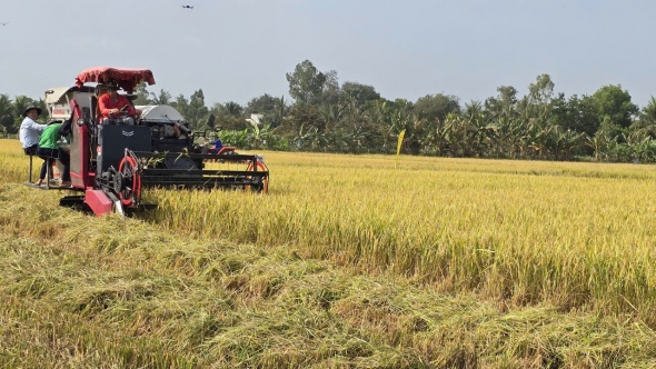 Tái tổ chức chuỗi sản xuất để lúa gạo "được mùa, được cả giá"