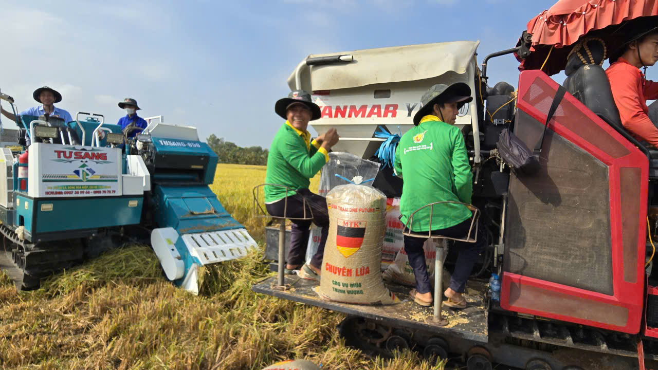 Tái tổ chức chuỗi sản xuất để lúa gạo "được mùa, được cả giá"