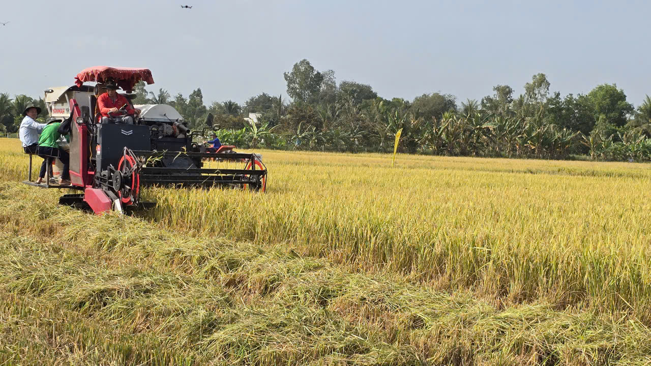 Tái tổ chức chuỗi sản xuất để lúa gạo "được mùa, được cả giá"