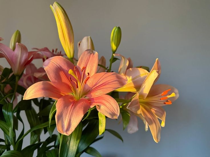 Tử vi vòng quay công nghệ ngày 10/4/2026: Tuổi Dậu thuận lợi, tuổi Dần hết sức cẩn thận