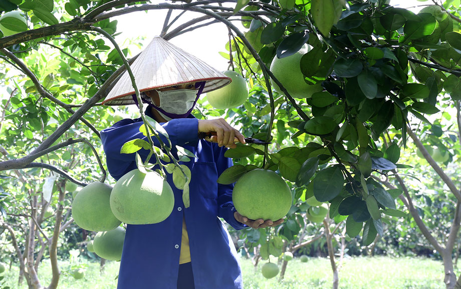 Nâng cao chất lượng, đẩy mạnh xuất khẩu bưởi sang thị trường Australia Nâng cao chất lượng, đẩy mạnh xuất khẩu bưởi sang thị trường Australia