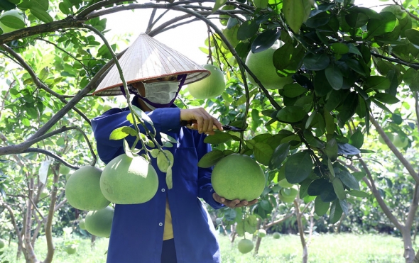 Nâng cao chất lượng, đẩy mạnh xuất khẩu bưởi sang thị trường Australia