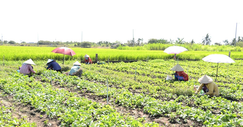 Đồng Tháp phát triển các vùng nông nghiệp chuyên canh