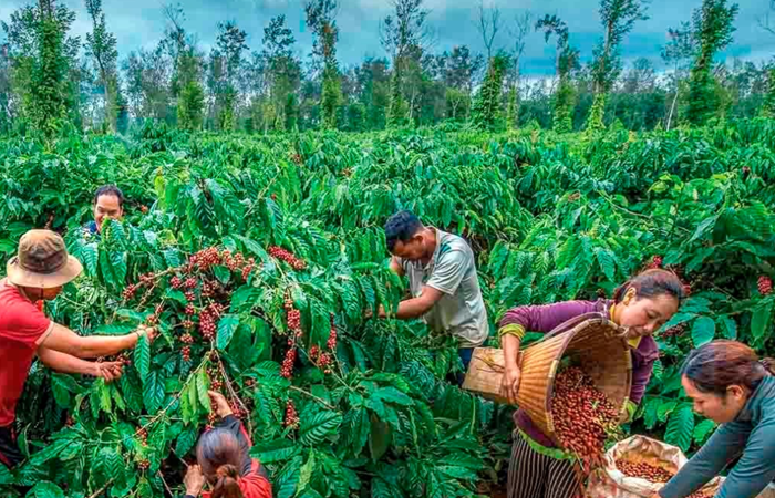 Doanh nghiệp không nên ‘đối phó’ để vượt qua ‘hàng rào xanh’ của EU