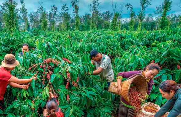 Doanh nghiệp không nên ‘đối phó’ để vượt qua ‘hàng rào xanh’ của EU