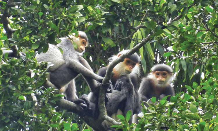 Nâng cao hiệu quả bảo tồn quần thể voọc chà vá chân xám